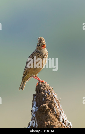 Sykes's Crested Lark appollaiato su un tumulo termite Foto Stock