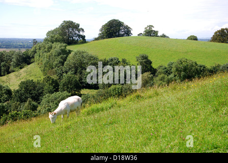 Calice collina vicino a Glastonbury Tor Somerset Foto Stock