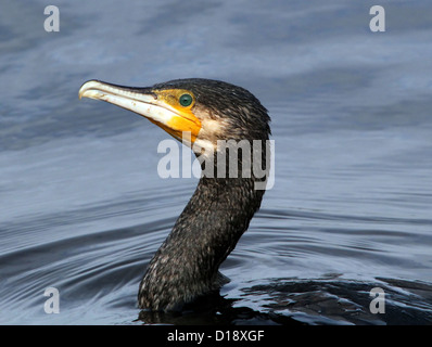 Extreme close up della testa e la parte superiore del corpo di un cormorano (Phalacrocorax carbo) nuotare in un lago Foto Stock