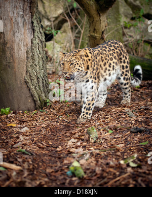 Femmina di Amur leopard camminare in inverno lascia Foto Stock