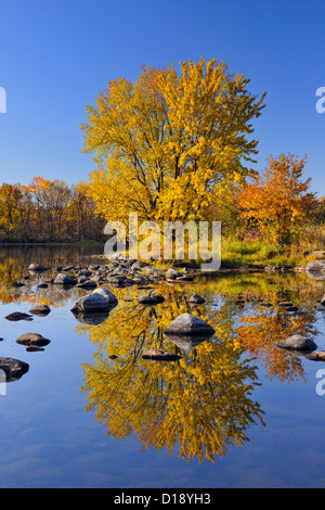 Una matura autunno maple riflessa nel fiume Vermiglio, maggiore Sudbury, Ontario, Canada Foto Stock