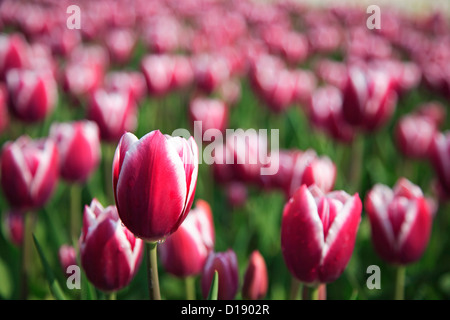 La Borgogna tulipani Giardini Keukenhof, vicino a Lisse, Paesi Bassi Foto Stock