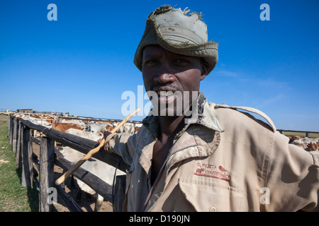 Bovini herder imbrancandosi Boran mandria utilizzati nella conservazione della fauna selvatica di gestione, Ol Pejeta Conservancy, Kenya, Africa Foto Stock