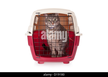 Cat chiuso all'interno del vettore pet isolati su sfondo bianco Foto Stock