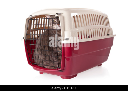 Cat chiuso all'interno del vettore pet isolati su sfondo bianco Foto Stock