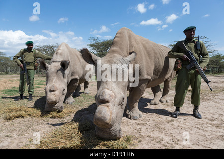 Nord del rinoceronte bianco (Ceratotherium simum cottoni) toro chiamato Suni con cow chiamato Najin, con guardie armate, Ol Pejeta , Kenya Foto Stock