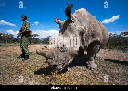 Nord del rinoceronte bianco (Ceratotherium simum cottoni) mucca chiamato Najin, con guardie armate, Ol Pejeta , Kenya Foto Stock