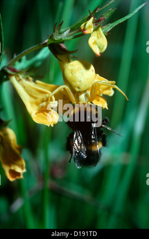 Fiore ragno femmina (Misumena vatia: Thomisidae) formulario giallo alimentazione su un Bumble Bee, REGNO UNITO Foto Stock