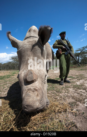 Nord del rinoceronte bianco (Ceratotherium simum cottoni) mucca chiamato Najin, con guardie armate, Ol Pejeta , Kenya Foto Stock
