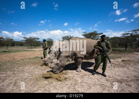 Nord del rinoceronte bianco (Ceratotherium simum cottoni) toro chiamato Suni con cow chiamato Najin, con guardie armate, Ol Pejeta , Kenya Foto Stock