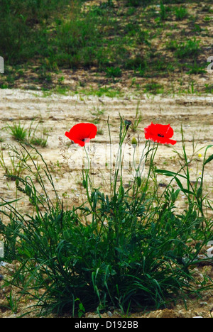 L'Italia, Valle Po : due Papaveri sul bordo di una strada di campagna. Foto Stock