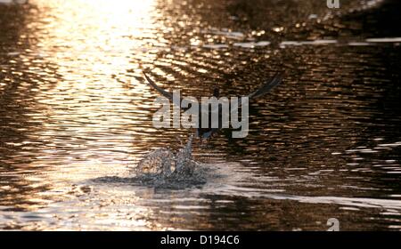 11 Dicembre 2012 - Swansea - REGNO UNITO : un anatra decolla dal lago a Brynmill Park a Swansea come il sole al tramonto proietta un bagliore dorato sulla sua superficie in un freddo giorno di inverni. Foto Stock