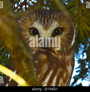 Sega nord-stuzzicare il gufo (Aegolius acadicus) Foto Stock