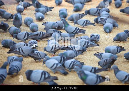 Piccioni urbani alimentare sul quadrato Foto Stock