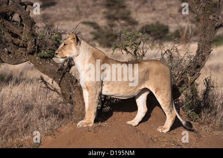 Leonessa (Panthera leo), stalking, Lewa Wildlife Conservancy, Laikipia, Kenya, Africa, Settembre 2012 Foto Stock