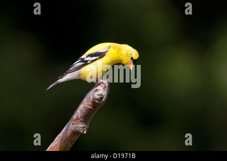 American Cardellino (Carduelis tristis) maschio appollaiato su un ramo in corrispondenza di Nanaimo, Isola di Vancouver, BC, Canada in aprile Foto Stock