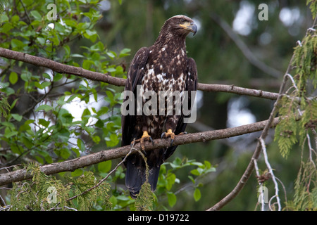 Aquila calva (Haliaeetus leucocephalus) capretti appollaiato sul ramo francese vicino Creek, Parksville,Vancouver, BC, Canada nel Maggio Foto Stock