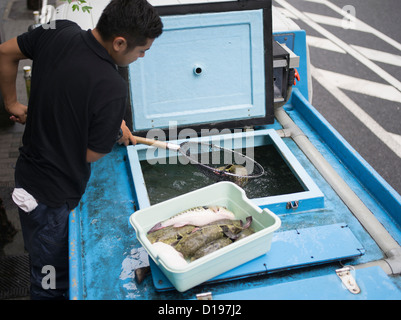 Fugu, il pesce palla, blowfish ( tiger fugu ) che contiene tetrodotoxin consegnato a un ristorante di Kabukicho Tokyo Foto Stock