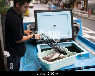 Fugu, il pesce palla, blowfish ( tiger fugu ) che contiene tetrodotoxin consegnato a un ristorante di Kabukicho Tokyo Foto Stock