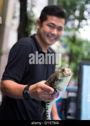 Fugu, il pesce palla, blowfish ( tiger fugu ) che contiene tetrodotoxin consegnato a un ristorante di Kabukicho Tokyo Foto Stock