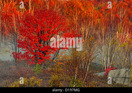 Autunno rosso acero con alberi di betulla nella nebbia mattutina, maggiore Sudbury (Walden), Ontario, Canada Foto Stock