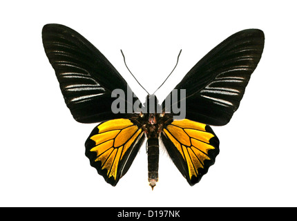 Comune di Papilionidae Butterfly, Troides helena cerberus, Papilionidae, Lepidotteri. India e Asia. Maschio. Foto Stock