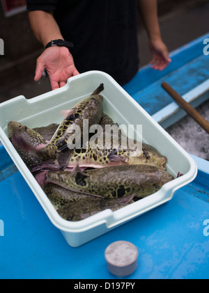 Fugu, il pesce palla, blowfish ( tiger fugu ) che contiene tetrodotoxin consegnato a un ristorante di Kabukicho Tokyo Foto Stock