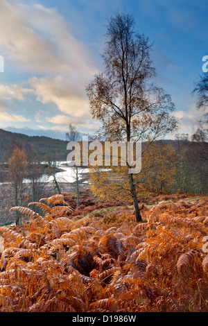 Glen Affric in autunno. Foto Stock