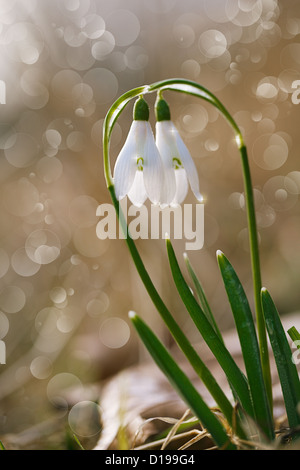 Due splendidi fiori snowdrop soft focus, perfetto per una cartolina Foto Stock