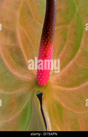 Flamingo fiore, fiore di coda, pittore della tavolozza, Anthurium andraeanum Foto Stock