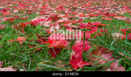 Basso angolo di visione della Red cadono le foglie di autunno su erba verde Foto Stock