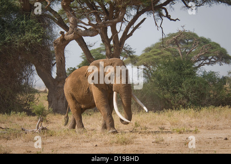 Massiccio africano Elefante bull con enormi zanne passeggiate Foto Stock