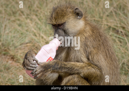 Close up di babbuino giallo tenendo svuotare la bottiglia di plastica Foto Stock