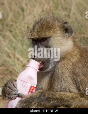 Close up di babbuino giallo tenendo svuotare la bottiglia di plastica Foto Stock