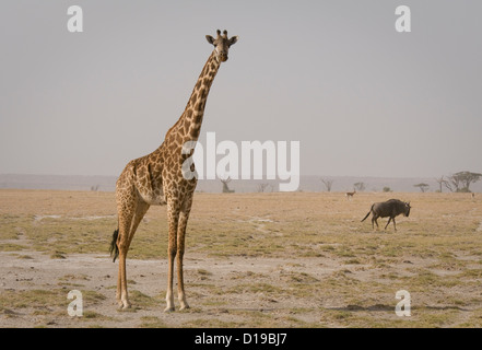 Masai Giraffe in piedi con GNU in background Foto Stock