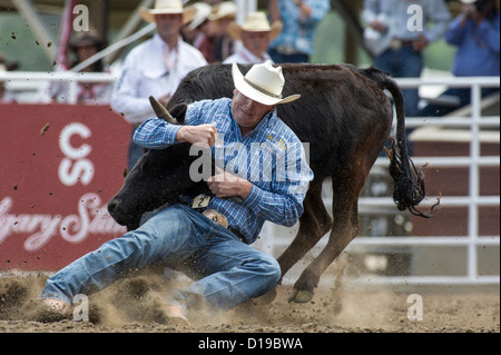 Steer evento di wrestling a Calgary Stampede Rodeo si tiene ogni mese di luglio Foto Stock