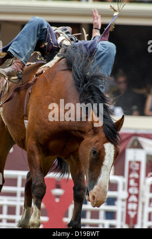 Bareback rider evento a Calgary Stampede Rodeo si tiene ogni mese di luglio Foto Stock