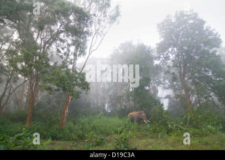 Immagine di habitat di un maschio di elefante asiatico ("tusker') in una nebbiosa mattina in Nagarahole Parco Nazionale, India. Foto Stock