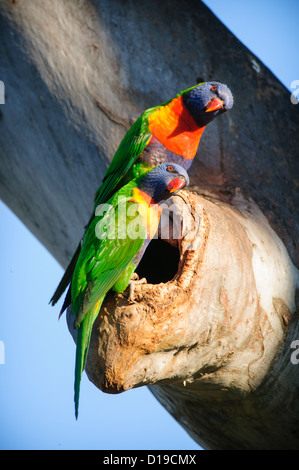 Rainbow parrocchetti (Trichoglossus haematodus) nella struttura ad albero eucaplyptus, Queensland, Australia Foto Stock