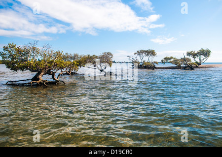 Australian pellicani & alberi di mangrovia, Cleveland, Moreton Bay, Brisbane, Queensland, Australia Foto Stock