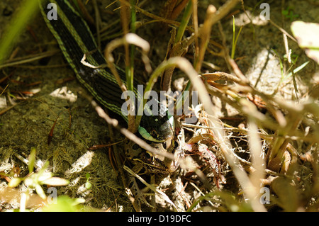 Nastro orientale Serpente Mangiare una rana di Leopard Foto Stock