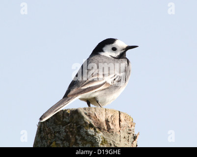 White wagtail (Motacilla alba) in posa su un palo Foto Stock