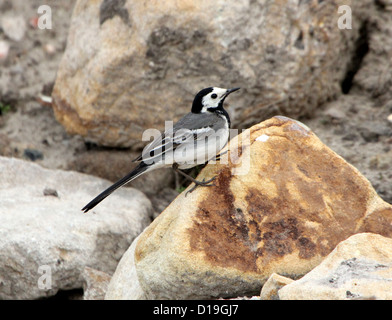 White wagtail (Motacilla alba) che pongono tra rocce e massi Foto Stock