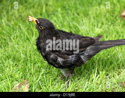 Merlo maschio (Turdus merula) foraggio per il cibo, tenendo un gustoso grub nel suo becco Foto Stock