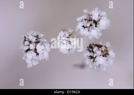 Tansy (tanacetum vulgare) con cristalli di ghiaccio Foto Stock