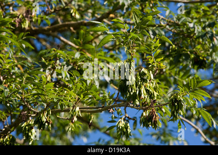 Cenere comune, Fraxinus excelsior in estate il fogliame con chiavi Foto Stock