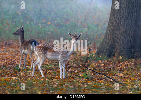 Daini Cervus dama non alimentare sotto la quercia Foto Stock