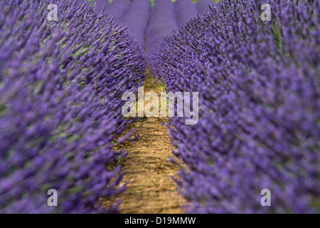 Raccolto di lavanda in fiore Foto Stock
