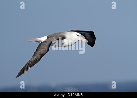 Nero Browed Albatross in volo sopra il Sud Atlantico Foto Stock