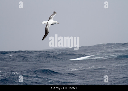 Adulto Albatro errante in volo sopra l'Oceano del Sud nei pressi di Georgia del Sud Foto Stock